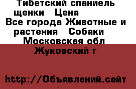 Тибетский спаниель щенки › Цена ­ 60 000 - Все города Животные и растения » Собаки   . Московская обл.,Жуковский г.